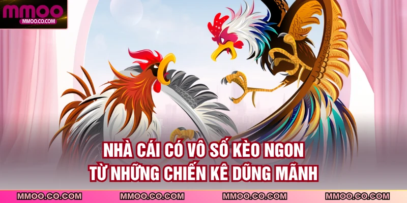 Nhà cái có vô số kèo ngon từ những chiến kê dũng mãnh